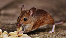 24 Hour & Emergency Exterminators in Old Nevada, NV